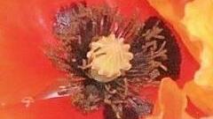 Mohn hat nicht nur samtige rote Blüten, sondern auch besondere Staubbeutel. Foto: Natalie Schalk