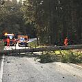 Ein umgefallener Baum versperrte gestern die Kreisstraße zwischen Burgkunstadt und Kirchlein.  Foto: Landratsamt Lichtenfels/Heiko Tremel
