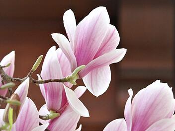 Besonders imposant sind jetzt die Magnolien mit ihren tulpenartigen Blüten. Foto: Jupp Schröder