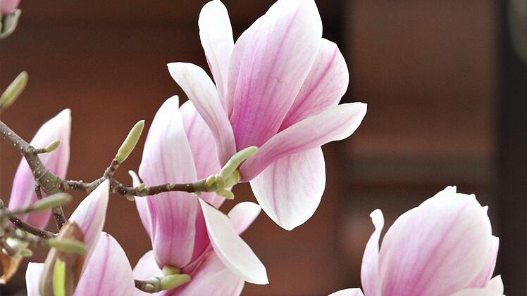 Besonders imposant sind jetzt die Magnolien mit ihren tulpenartigen Blüten. Foto: Jupp Schröder