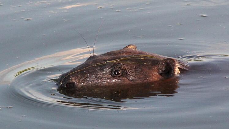 Der Biber zieht in der Kleinen Weisach bei Lonnerstadt seine Kreise.  Foto: Paul Bruckmann