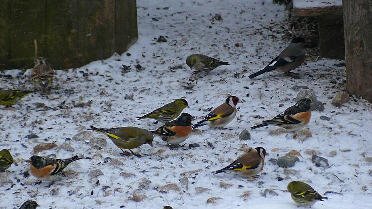 In einem Garten in Rothenkirchen sind gleich mehrere Vogelarten emsig bei der Nahrungsaufnahme vereint. Bergfinken, Distelfinken, Gimpel, Grünfink und Erlenzeisig geben sich ein Stelldichein. Foto: Karl-Heinz Hofmann