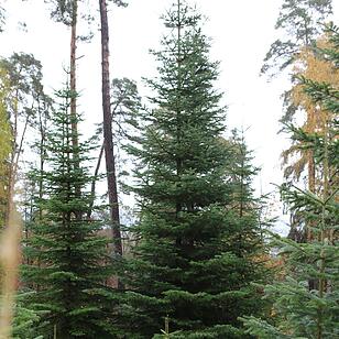 Christbaum für die Queen: Jetzt kann die Reise beginnen