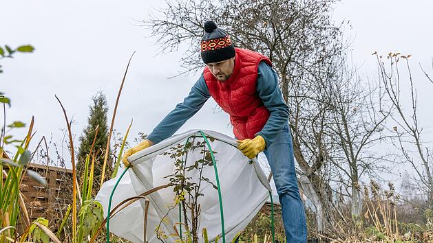 Winterschutz für Garten, Winterschutz für Gartenpflanzen, Schutz für Rhododendren