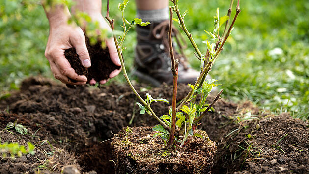 Baum pflanzen, Baum setzen, Anpflanzen, Garten, Baum im Garten pflanzen