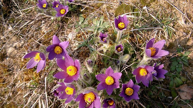 Blühende  Küchenschellen im Vorjahr Foto: Hrrmann  Kellner