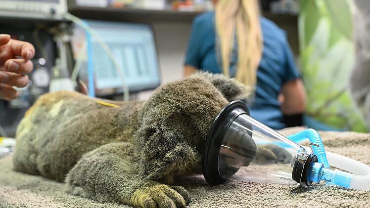 Impfstoff für Koalas