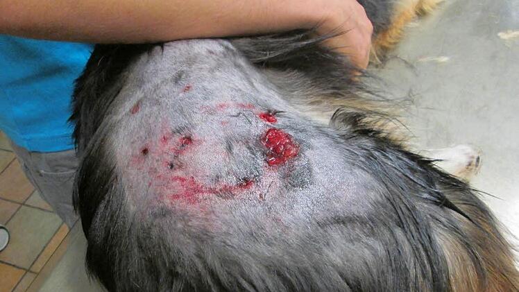 So schwer war die Verletzung bei Mischlingshund Charly.