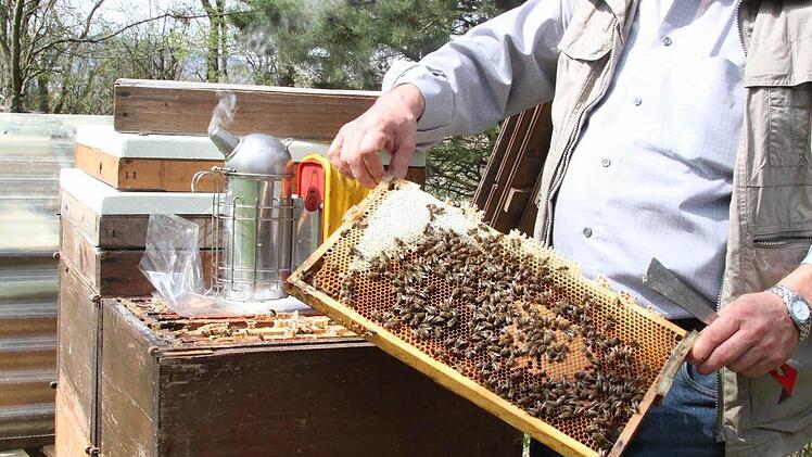 Kontrolle am Bienenvolk