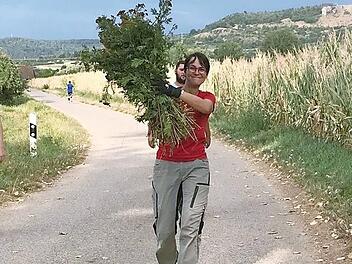 Bereits am Montag waren flei&szlig;ige Sammler vom Reuther Kuckuck in den Fluren unterwegs, um die Kr&auml;uter f&uuml;r die Wurzb&uuml;schel zu sammeln. Fotos: Heidi Amon