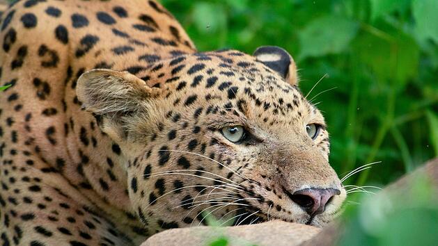 Der zweij&auml;hrige Rana muss nach dem Verschwinden seiner Mutter alleine um sein &Uuml;berleben k&auml;mpfen.
