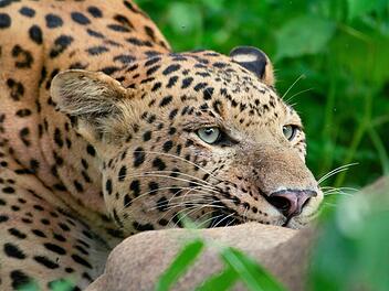 Der zweij&auml;hrige Rana muss nach dem Verschwinden seiner Mutter alleine um sein &Uuml;berleben k&auml;mpfen.