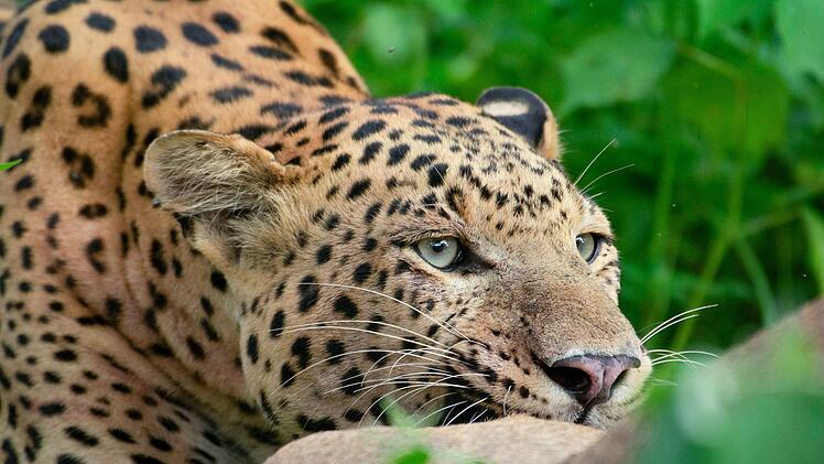 Der zweij&auml;hrige Rana muss nach dem Verschwinden seiner Mutter alleine um sein &Uuml;berleben k&auml;mpfen.