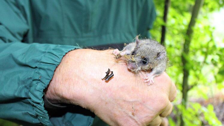 Herbert Schuhmann kontrolliert von Zeit zu Zeit die Nistkästen, die er rund um Schönderling aufgehängt hat.  Foto: Julia Raab