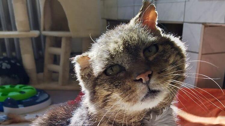 Ein verwegener Haudegen Fotos: Luci Schröder