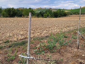 Sommerhausen: "Gezielter Anschlag" auf Weingut am &Ouml;lspiel - 100 Obstb&auml;ume gef&auml;llt