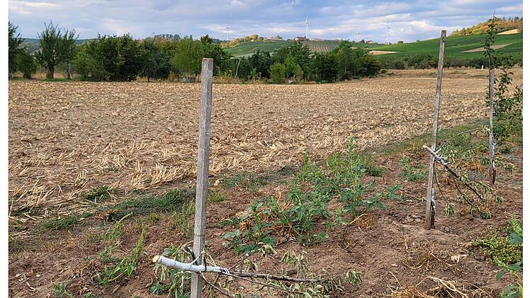 Sommerhausen: "Gezielter Anschlag" auf Weingut am &Ouml;lspiel - 100 Obstb&auml;ume gef&auml;llt