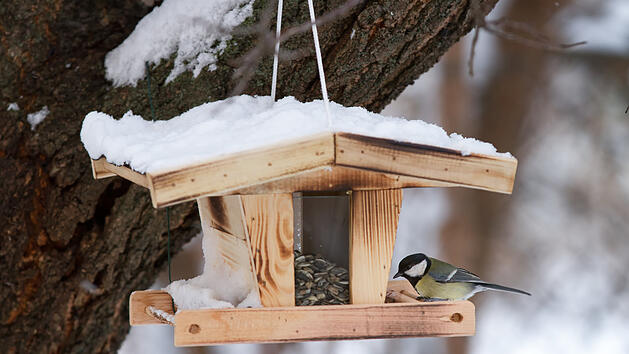 Gartenarbeit im Dezember