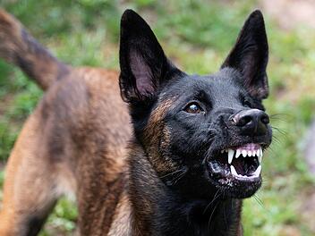 Junger Hund, Hundeangriff, Hundeattacke, belgischer Sch&auml;ferhund droht