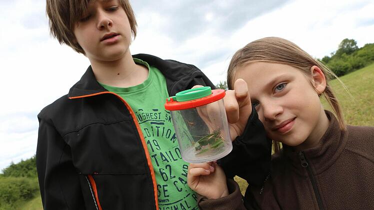 Elisa (acht Jahre) und Bruder Lenz haben zwei Wolfspinnen, zwei Ameisen, eine Zikate, eine Kugelspinne, drei Fliegen und eine kleine schwarze Spinne gesammelt.