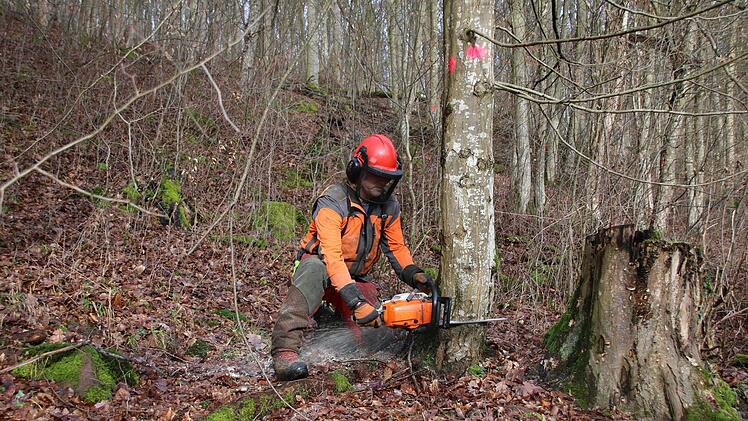 Eindrücke von den Fällarbeiten. Foto: Ralf Ruppert