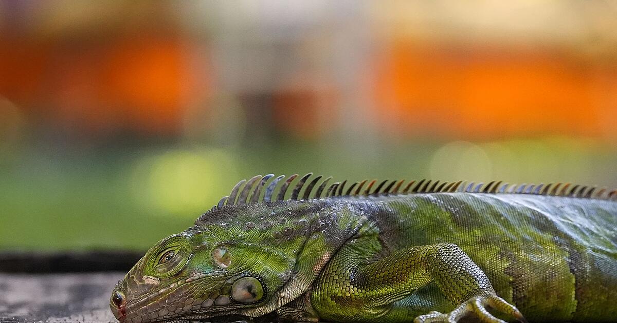 K-lte-l-sst-Leguane-in-Florida-von-den-B-umen-fallen