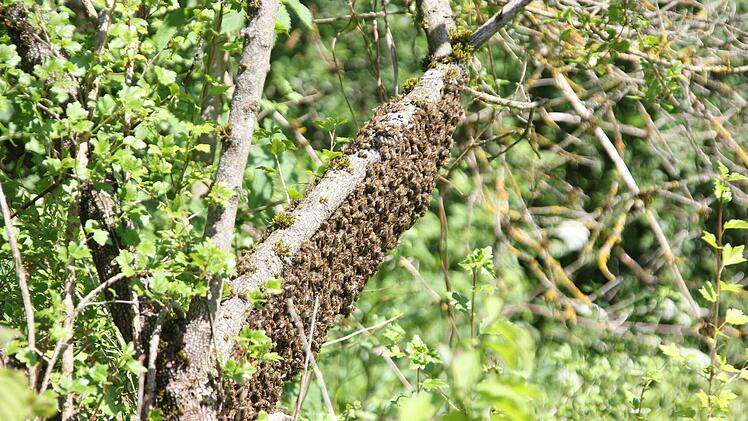 Zigtausend Bienen klammern sich an den Ast.  Foto: Friedwald Schedel