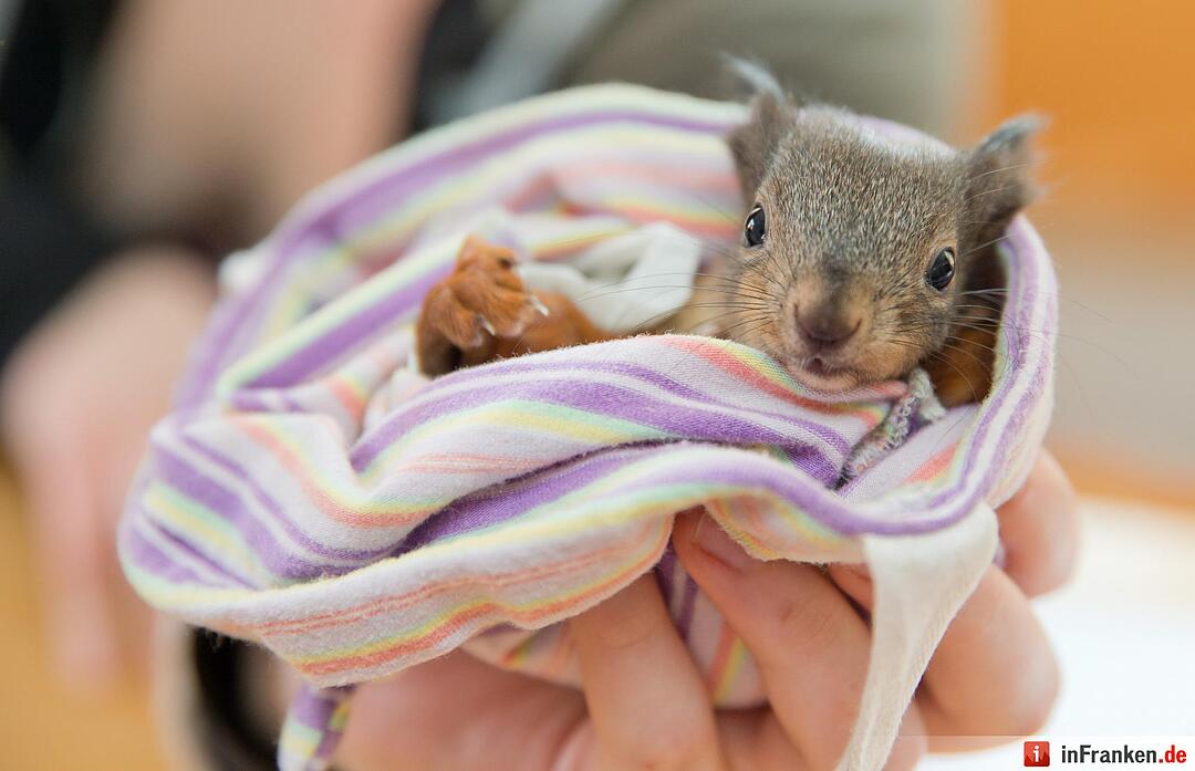 Eichhörnchen-Auffangstation
