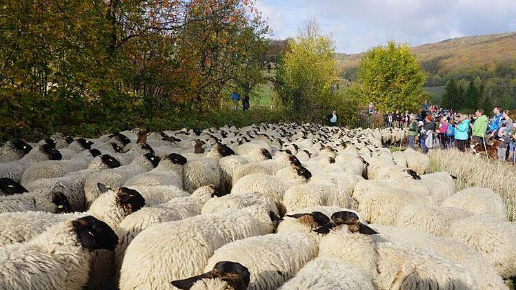 Weideabtrieb in Ginolfs. Foto: Marion Eckert