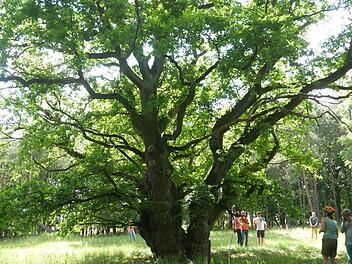 Die CSU will mehr Gewerbeflächen im Südosten der Stadt. Naturschützer und Anwohner wollen das großflächige Wald- und Wiesenareal erhalten. Vor allem der Schießplatz gilt mit seinen Sandmagerrasen als hochwertiger Lebensraum mit vielen seltenen Arten.  Foto: p