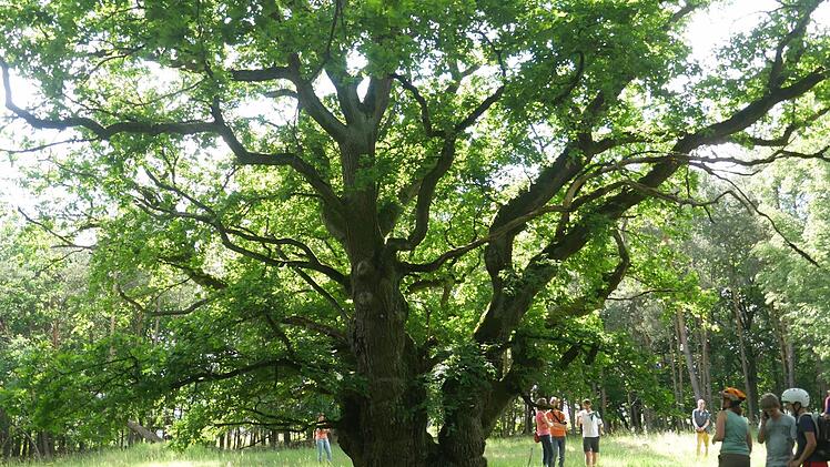 Die CSU will mehr Gewerbeflächen im Südosten der Stadt. Naturschützer und Anwohner wollen das großflächige Wald- und Wiesenareal erhalten. Vor allem der Schießplatz gilt mit seinen Sandmagerrasen als hochwertiger Lebensraum mit vielen seltenen Arten.  Foto: p