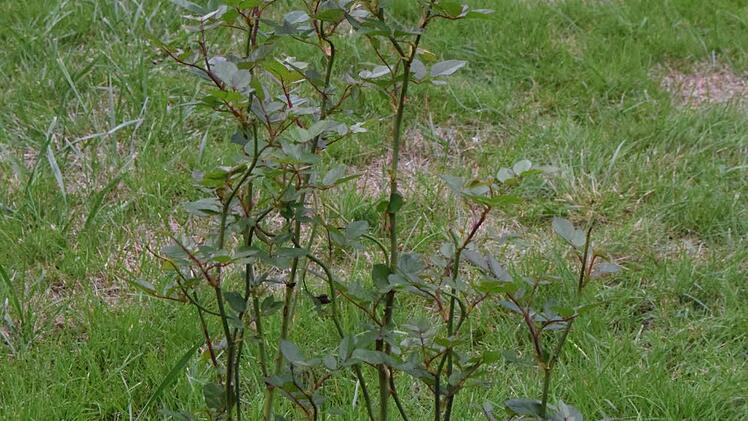 Das wird einmal die in der Farbe apricot blühende Rose, die zu Königin Elisabeths diamantenem Thronjubiläum gezüchtet wurde.  Foto: Ronald Rinklef