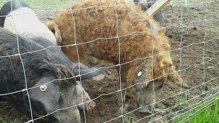 Zu Besuch bei den Wollschweinen auf dem Dörnhof Foto: Christine Fischer