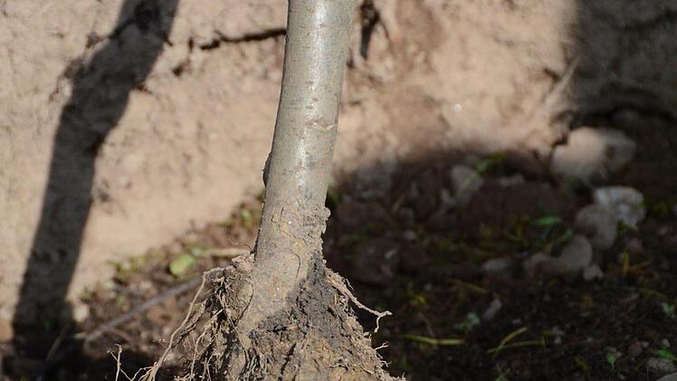 Impressionen vom Obstbaum-Pflanztag an der Grundschule Melkendorf  Foto: Dagmar Besand