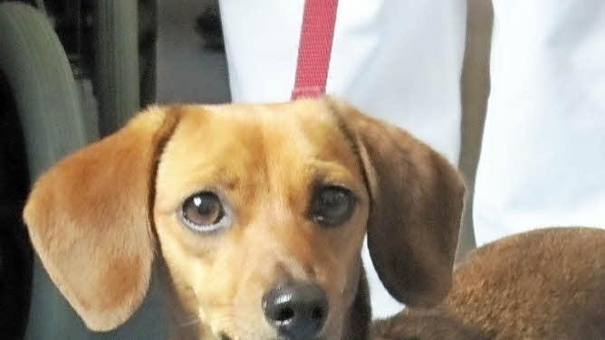 Dackeldame "Trude" - ihrem Blick konnte kaum einer widerstehen.