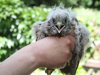 Der freche kleine Turmfalke ist ein neuer Pflegling in der Stadtsteinacher Wildtierauffangstation, der nun aufgepäppelt werden muss. Fotos: Sonja Adam