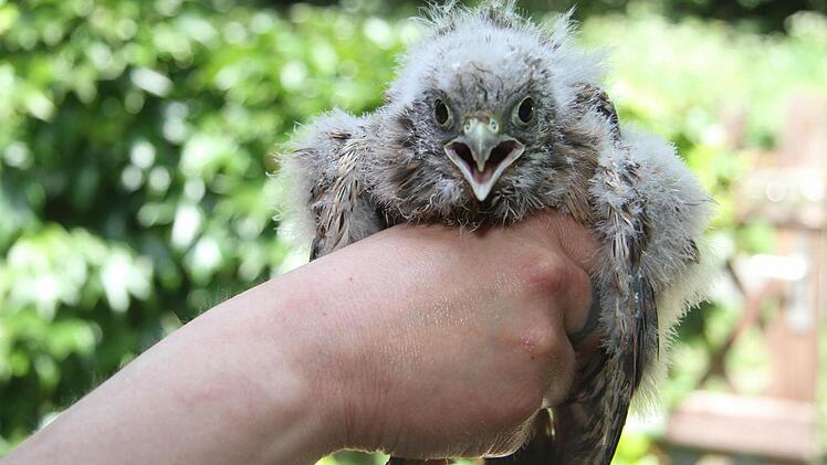 Der freche kleine Turmfalke ist ein neuer Pflegling in der Stadtsteinacher Wildtierauffangstation, der nun aufgepäppelt werden muss. Fotos: Sonja Adam