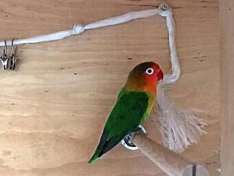 Ob "Heiner" ein M&auml;nnchen oder ein Weibchen ist, wissen die Tierheimmitarbeiter nicht .  Foto: privat