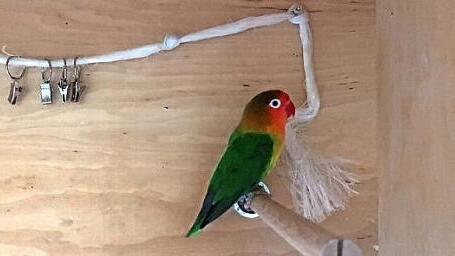 Ob "Heiner" ein M&auml;nnchen oder ein Weibchen ist, wissen die Tierheimmitarbeiter nicht .  Foto: privat