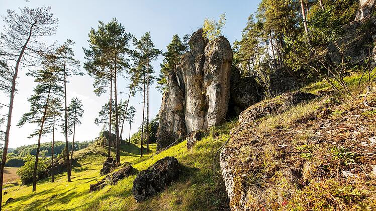 Die Aufnahme zeigt eine malerische Landschaft in der Fr&auml;nkischen Schweiz mit einem markanten Felsen, umgeben von hohen Kiefern und sonnigem Gr&uuml;n, ideal f&uuml;r Wanderungen.