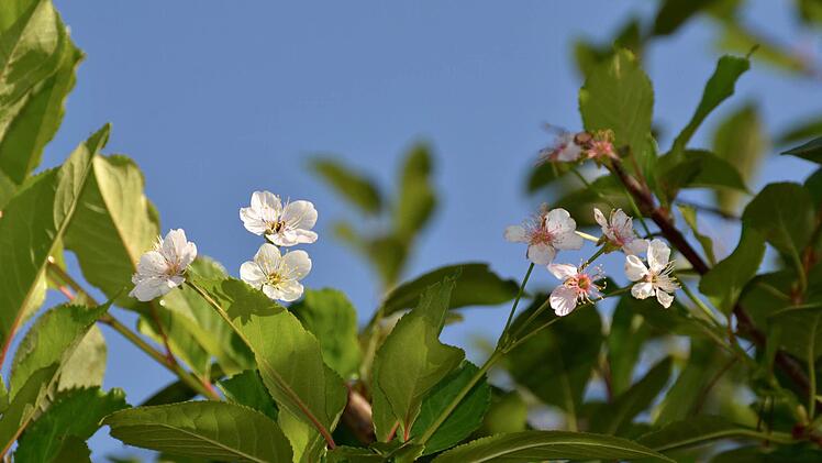 Die Blüten der Zahlbacher Sauerkirsche aus der Nähe.