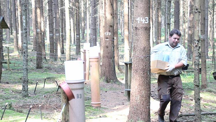 Marcus Hollederer auf dem Weg durch die Forschungsfläche im Wald  Foto: Friedwald Schedel
