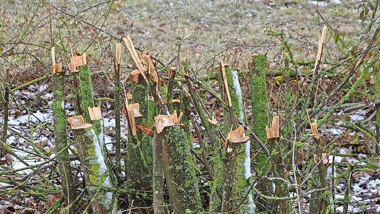 Keine Sorge, die Hecke wächst kräftig nach.