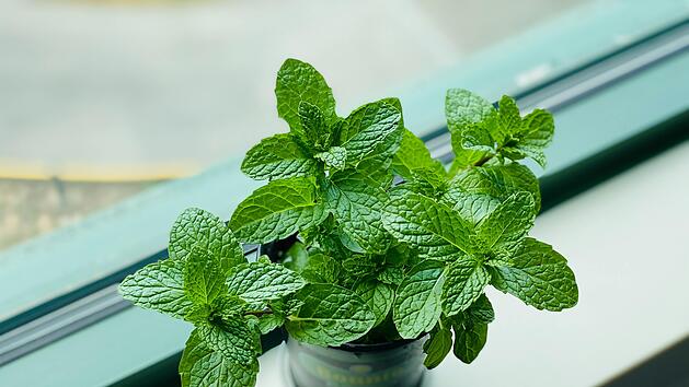 Minze im Sommer:  Das alles kann das Heilkraut