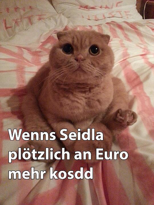 29 fränkische Katzen, die dich verstehen