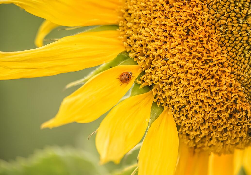 Die schönsten Sommerfotos aus Forchheim und Umgebung