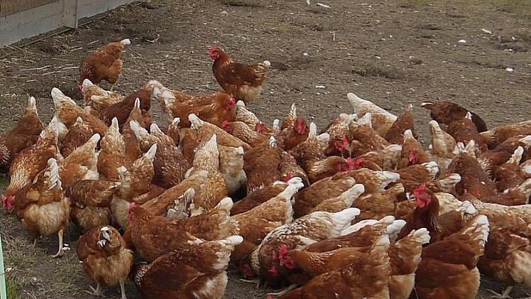 Legehennen in ihrem Freilandstall: 14 000 dieser Nutztiere sollen künftig in Merlach gehalten werden.  Foto: Berthold Köhler