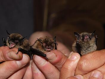 Drei auf einen Streich: Bartfledermaus, Nymphenfledermaus und Brandtfledermaus (von links nach rechts); die "Nymphe" mit ihren beiden nächstverwandten Arten. Alle drei Arten wurden in der Sendelbachaue gefunden. Foto: Gerhard Hübner