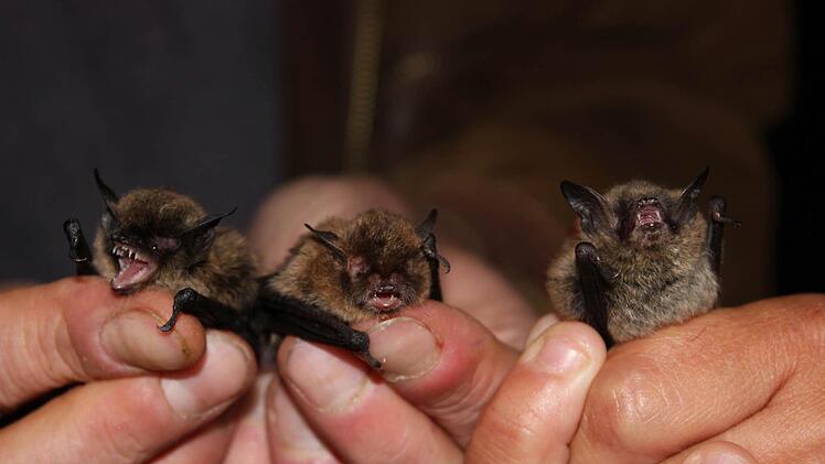 Drei auf einen Streich: Bartfledermaus, Nymphenfledermaus und Brandtfledermaus (von links nach rechts); die "Nymphe" mit ihren beiden nächstverwandten Arten. Alle drei Arten wurden in der Sendelbachaue gefunden. Foto: Gerhard Hübner