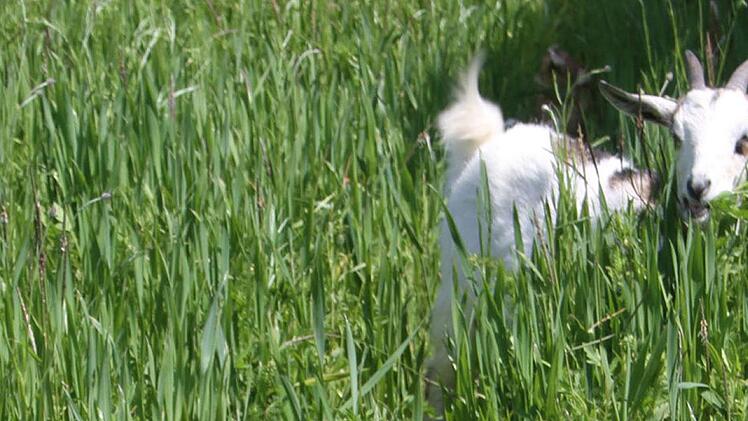Ziegen halten Raubv&ouml;gel von den H&uuml;hnern fern - und sie vertragen sich hervorragend mit den H&uuml;hnern. Foto: Sonny Adam